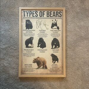 Types of Bears Framed Poster